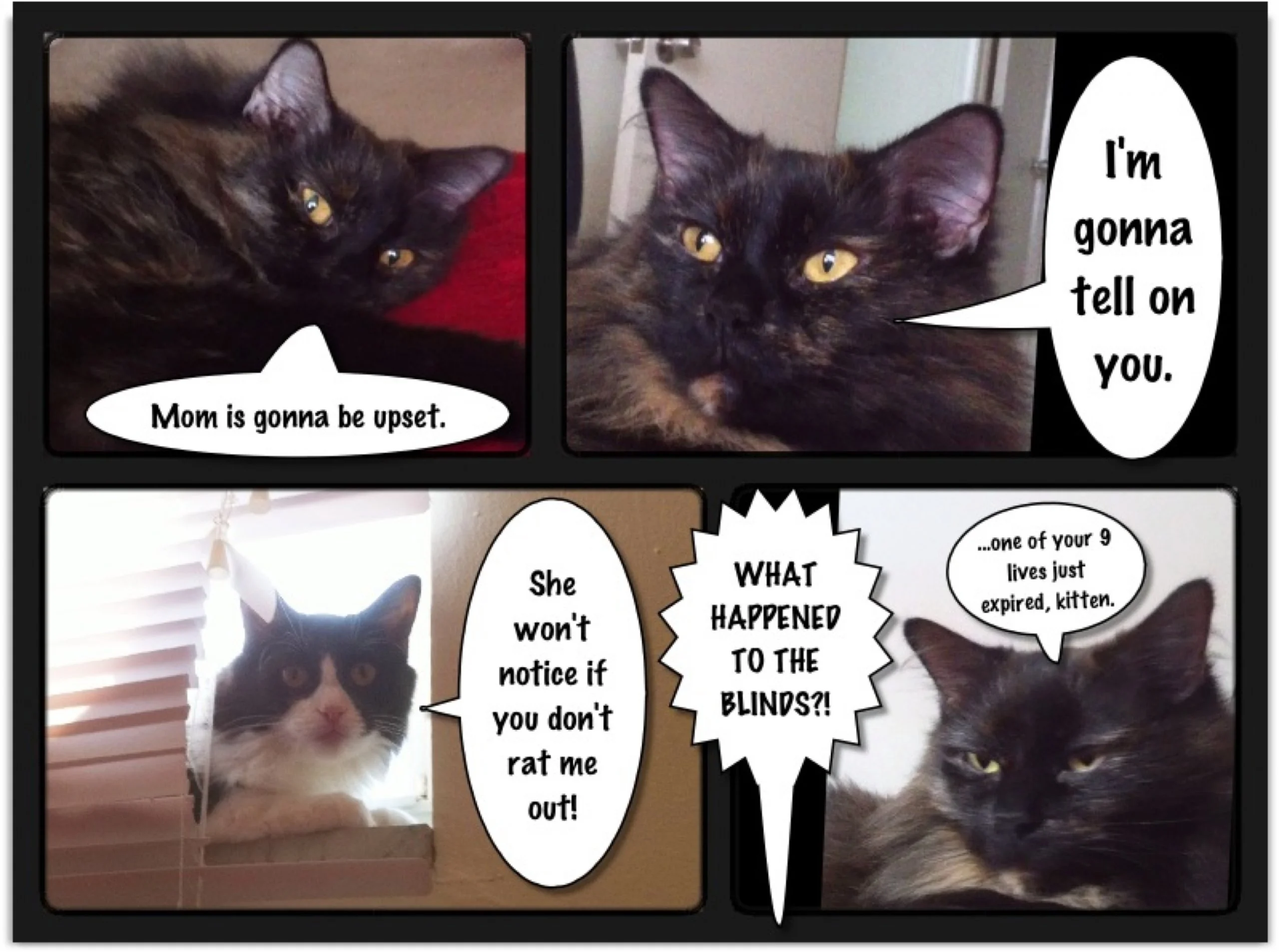 funny cat comic.webp