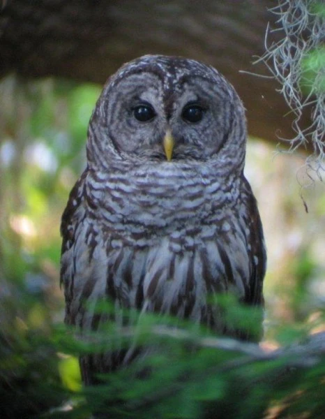 Barredowl-466x600.webp