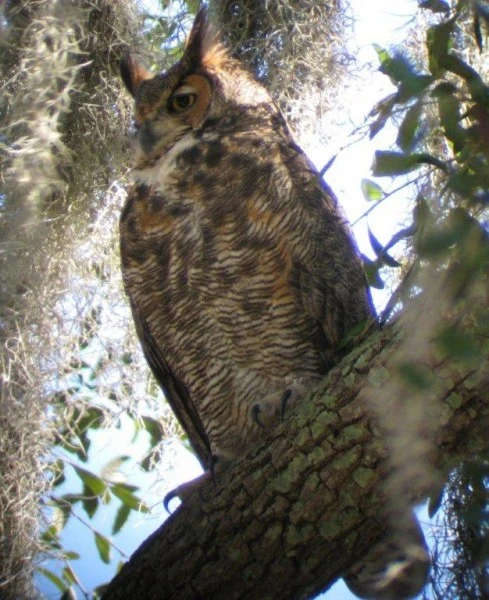 Greathornedowl-489x600.webp