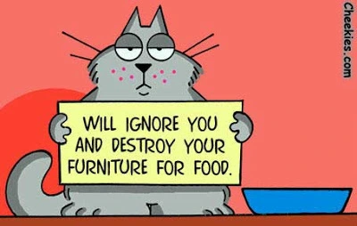Cat_Plea.webp