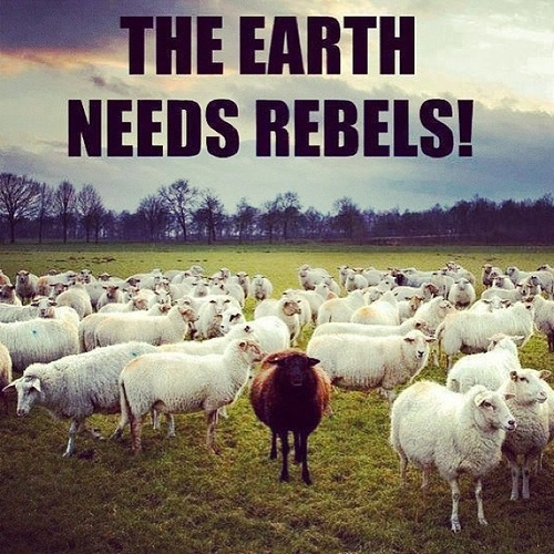 rebels.webp
