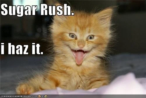 sugar-cat.webp