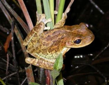 Cuban-Tree-Frog.webp