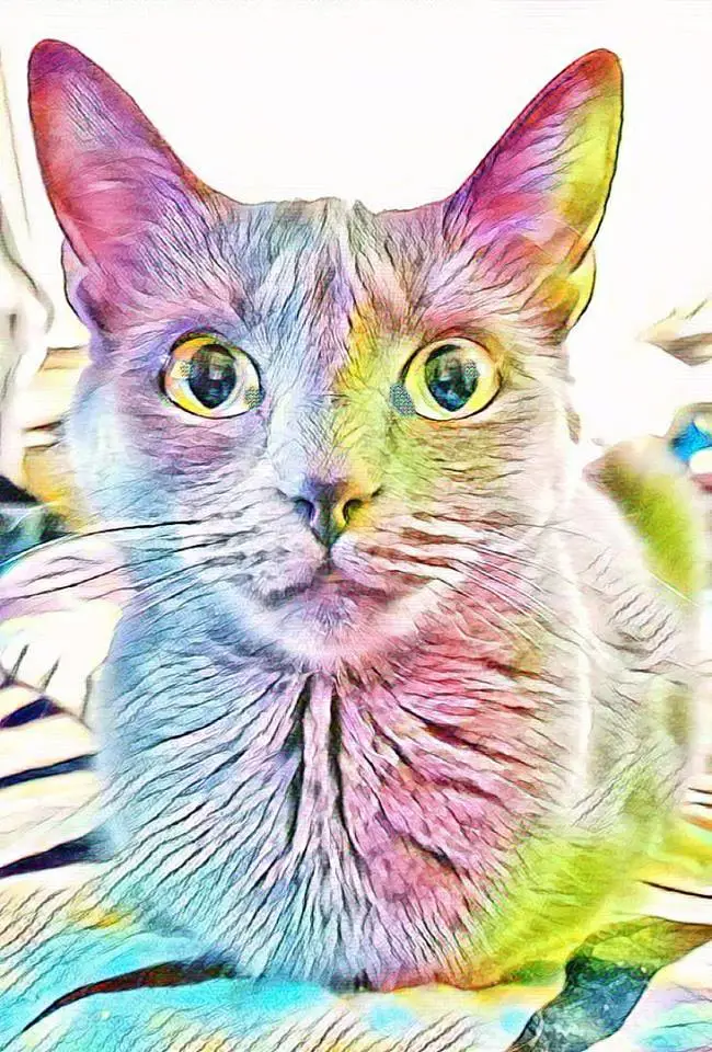 Molly-delic.webp Molly-delic.webp