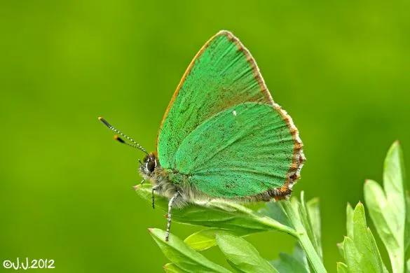 moth.webp