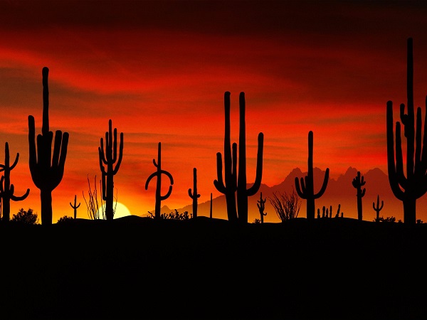 photos-of-Saguaros-Sonoran-Desert-Arizona-pictures.jpg