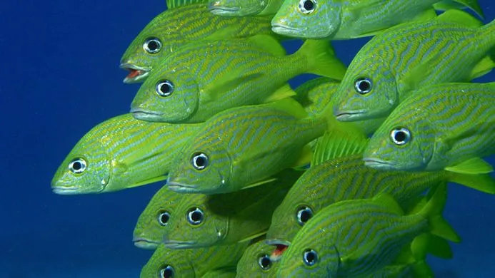 fish.webp