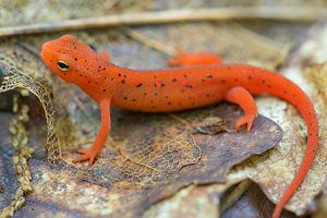 red-spotted-newt.jpg