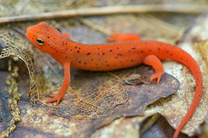 red-spotted-newt.webp