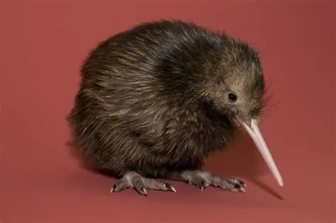 kiwibird.webp