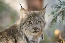 lynx.webp