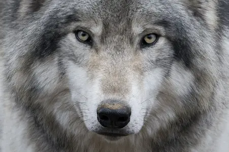 wolfb.webp
