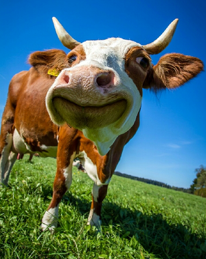 cow-2896329_1280_1534981470319.webp