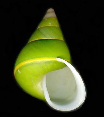 green snail.jpg
