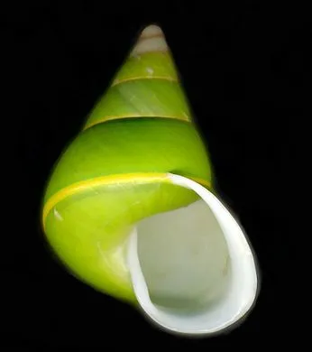 green snail.webp