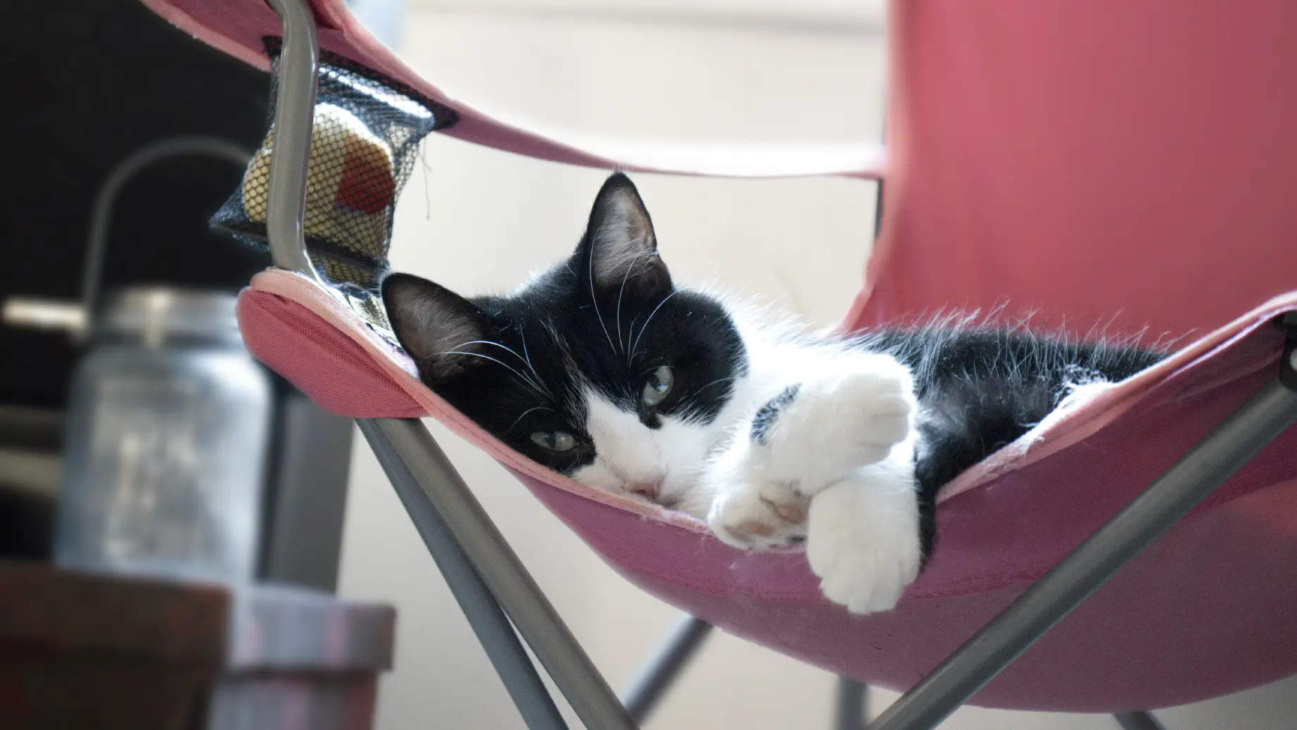 Reclined.webp