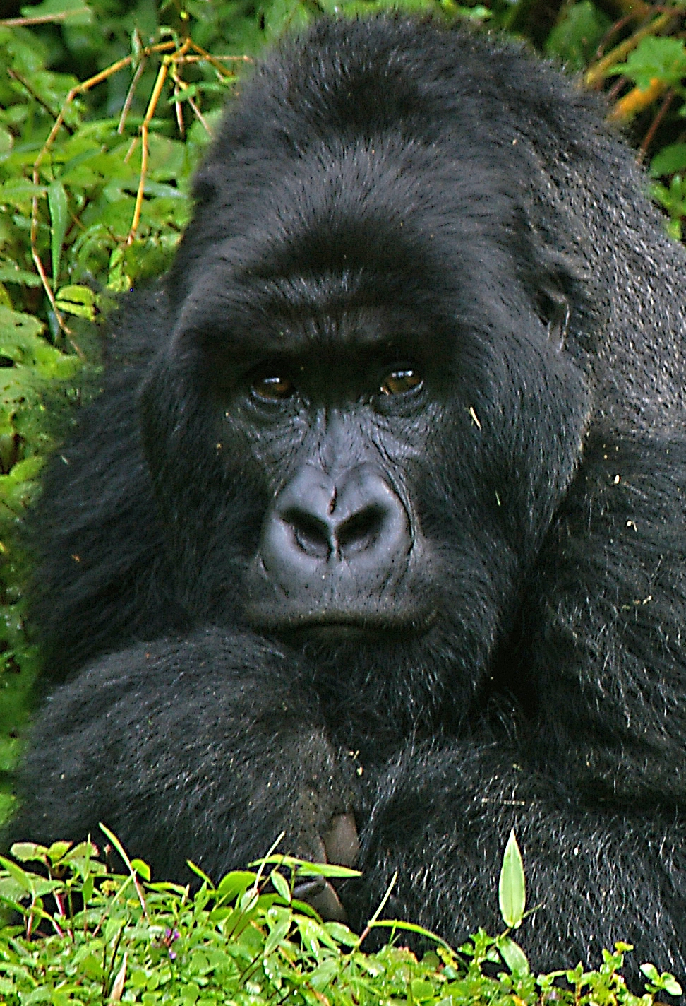 silverback 5 crop.webp