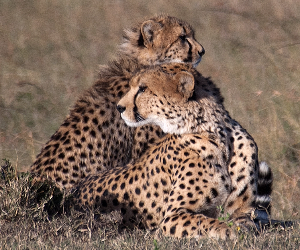 cheetah and cub9.webp
