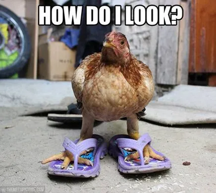 chicken.webp