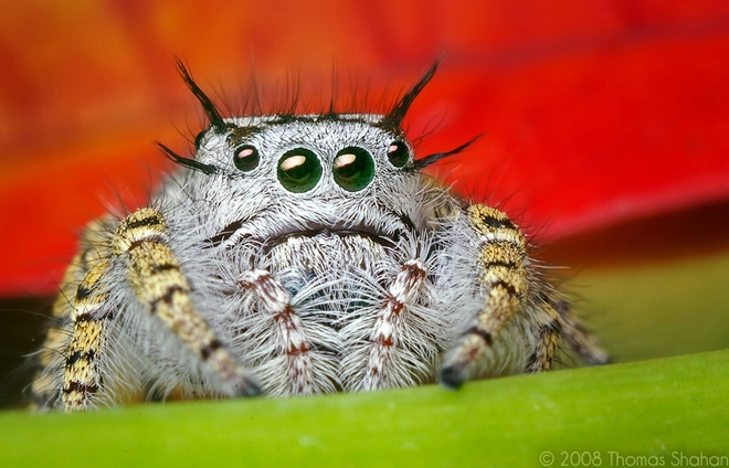hairy-jumping-spider-flickr-thomas-shahan.webp