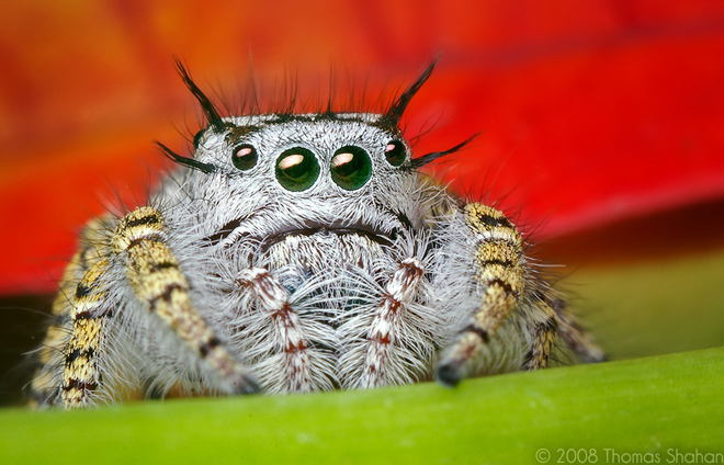 hairy-jumping-spider-flickr-thomas-shahan.jpg
