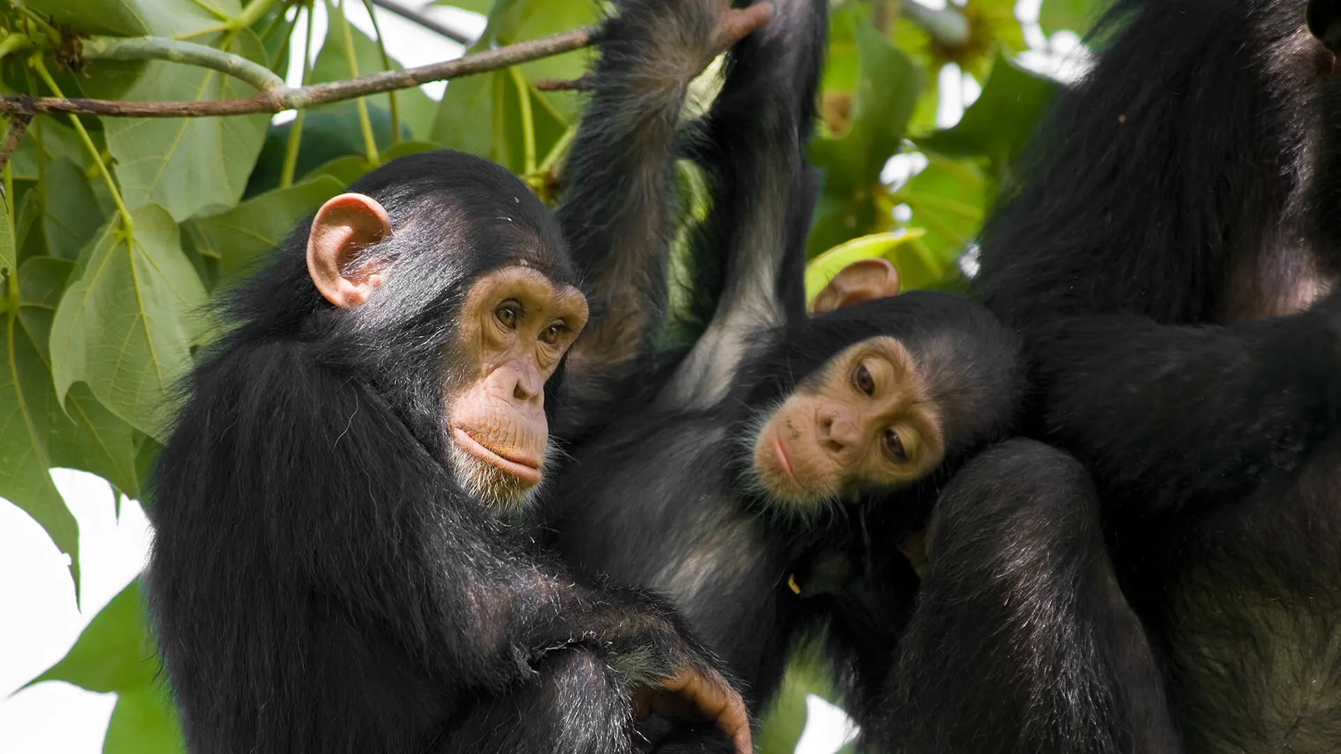 animals_hero_chimpanzee.webp