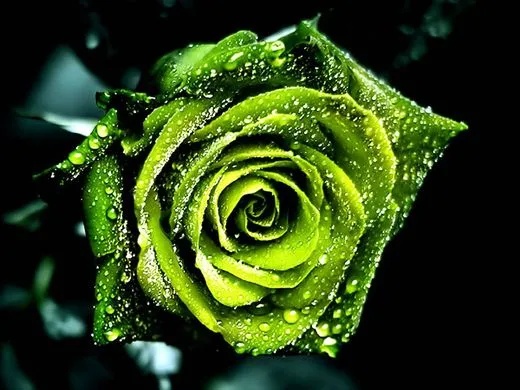 green rose.webp