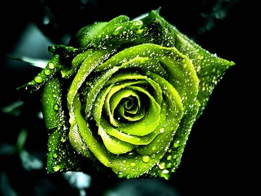 green rose.jpg