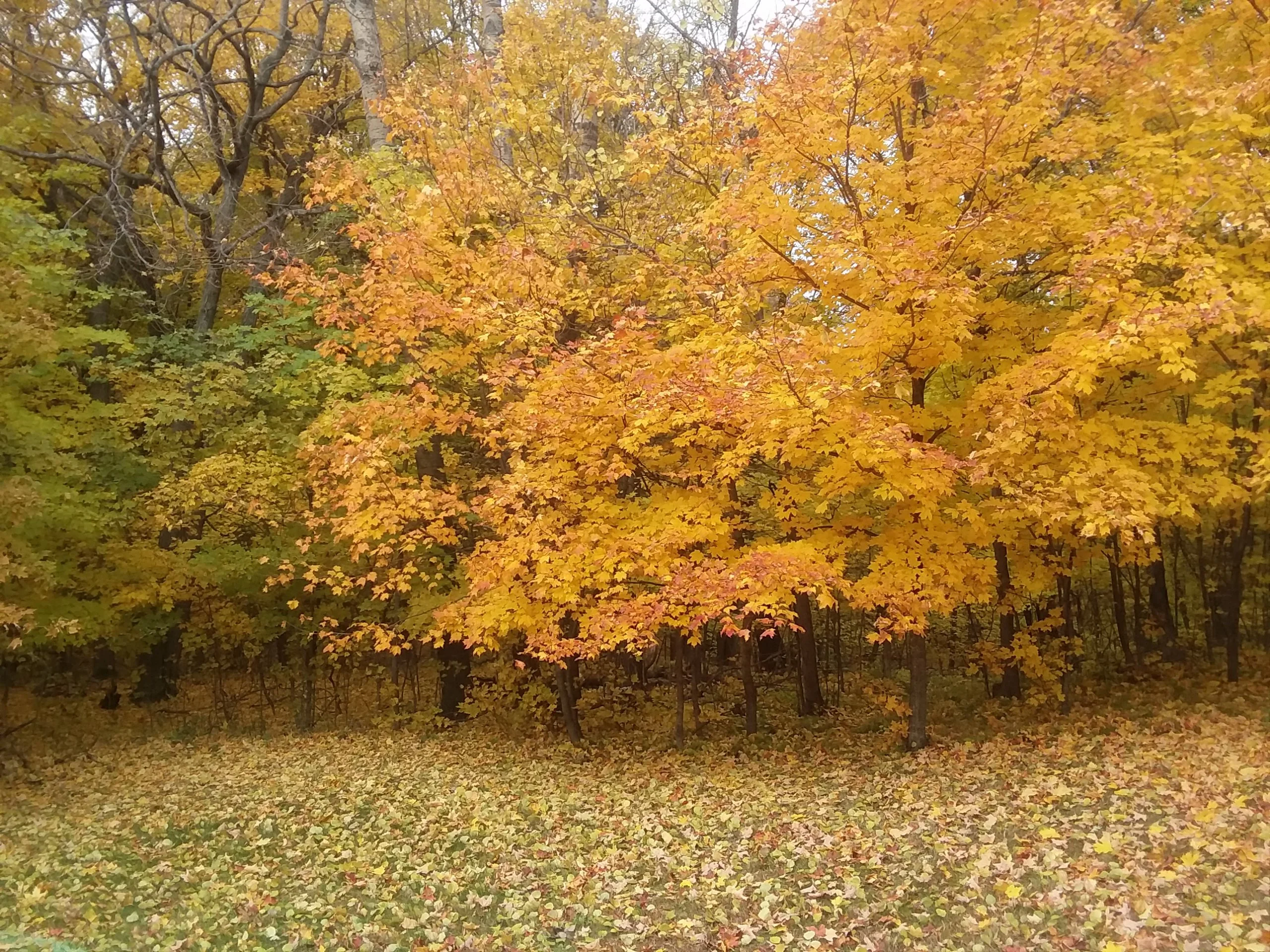 20181014_101329.webp