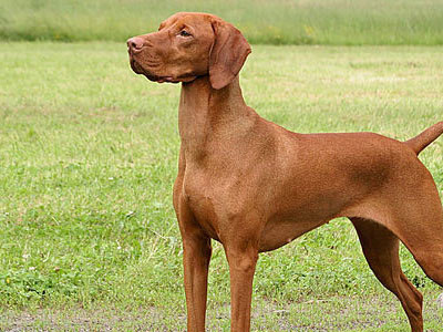 Considering Another Dog Asperger S Autism Forum