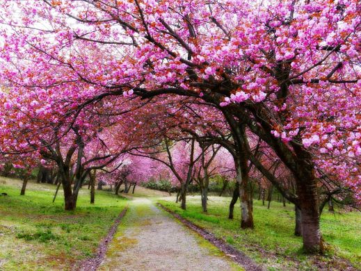 cherry blossoms.jpg