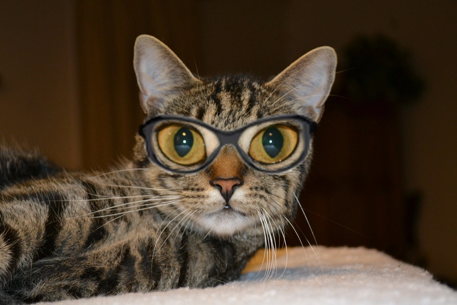 Tiger With Glasses (1600x1067).webp
