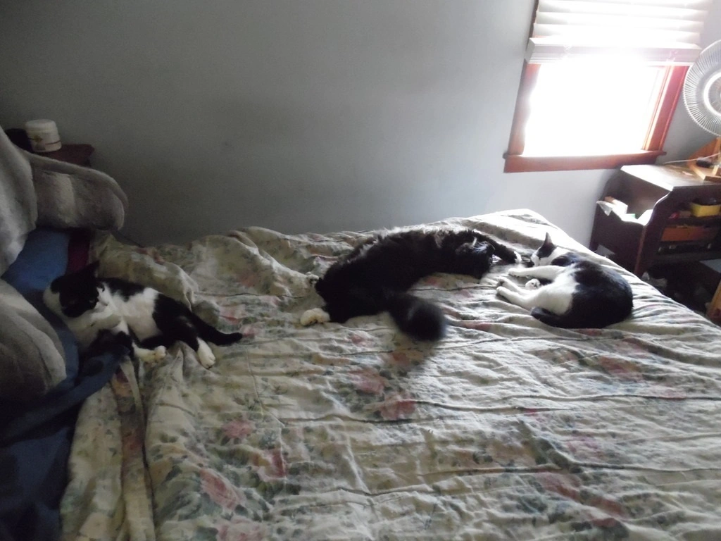 3 cats.webp