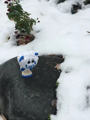 Mini Migo in the snow.webp