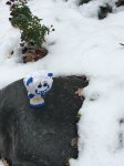 Mini Migo in the snow.jpg