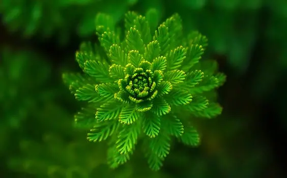 water-plant-green-fine-layers.webp