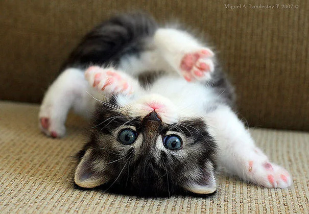 cute-baby-animals-2-2.webp