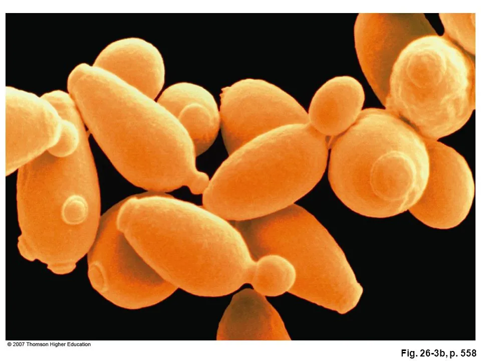 Figure+26.3_+Yeasts+are+unicellular+fungi..webp
