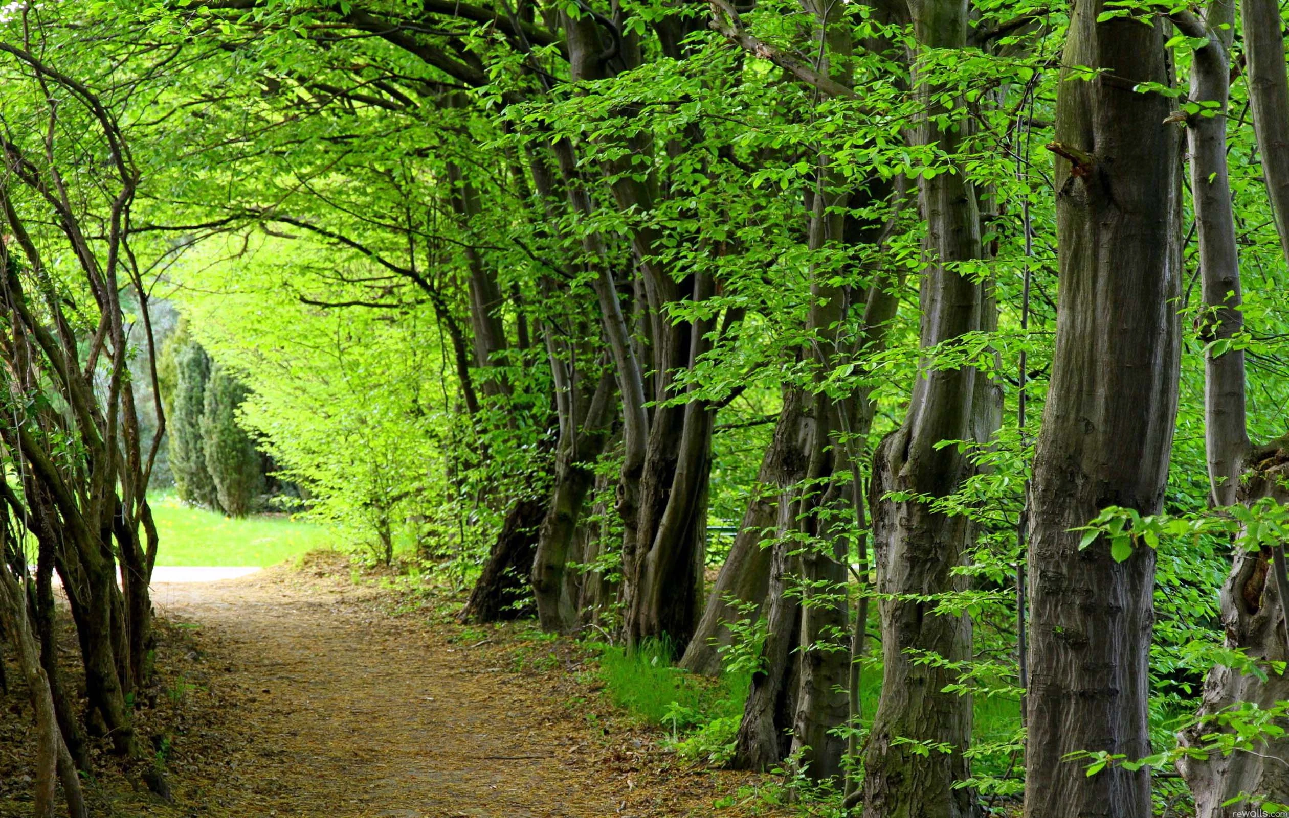 forest.webp