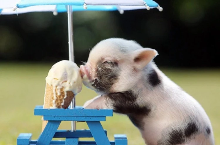 Cute.webp