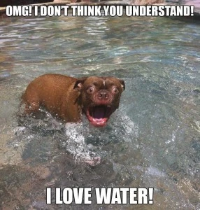 Funny-dog-I-love-water-286x300.webp