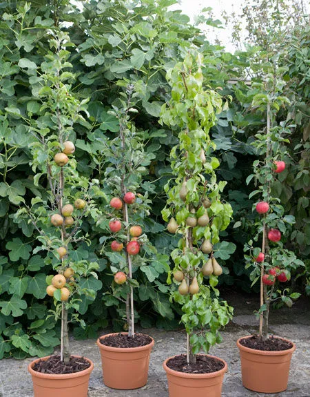fruittrees-2x.webp