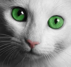 1e1f1b14842643d015e9c9d7a9b08da7.webp