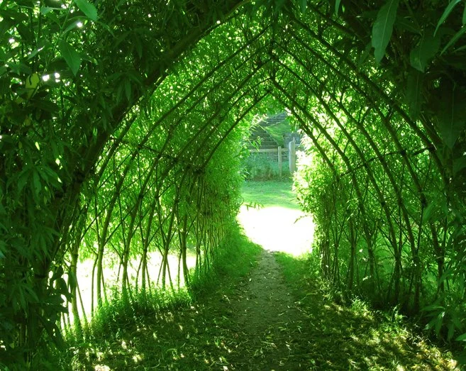 tunnel-willow-photo-avantgardens-575749_621090494571382_833796101_n.webp