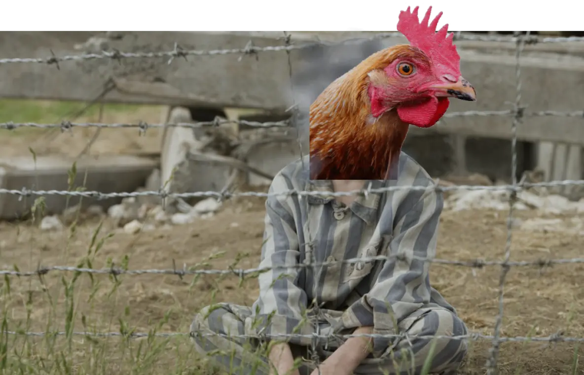 The Chicken In the Striped Pyjamas.webp