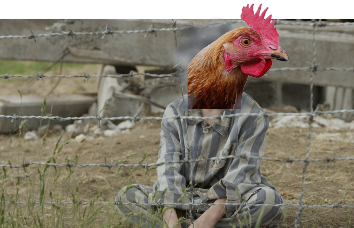 The Chicken In the Striped Pyjamas.png