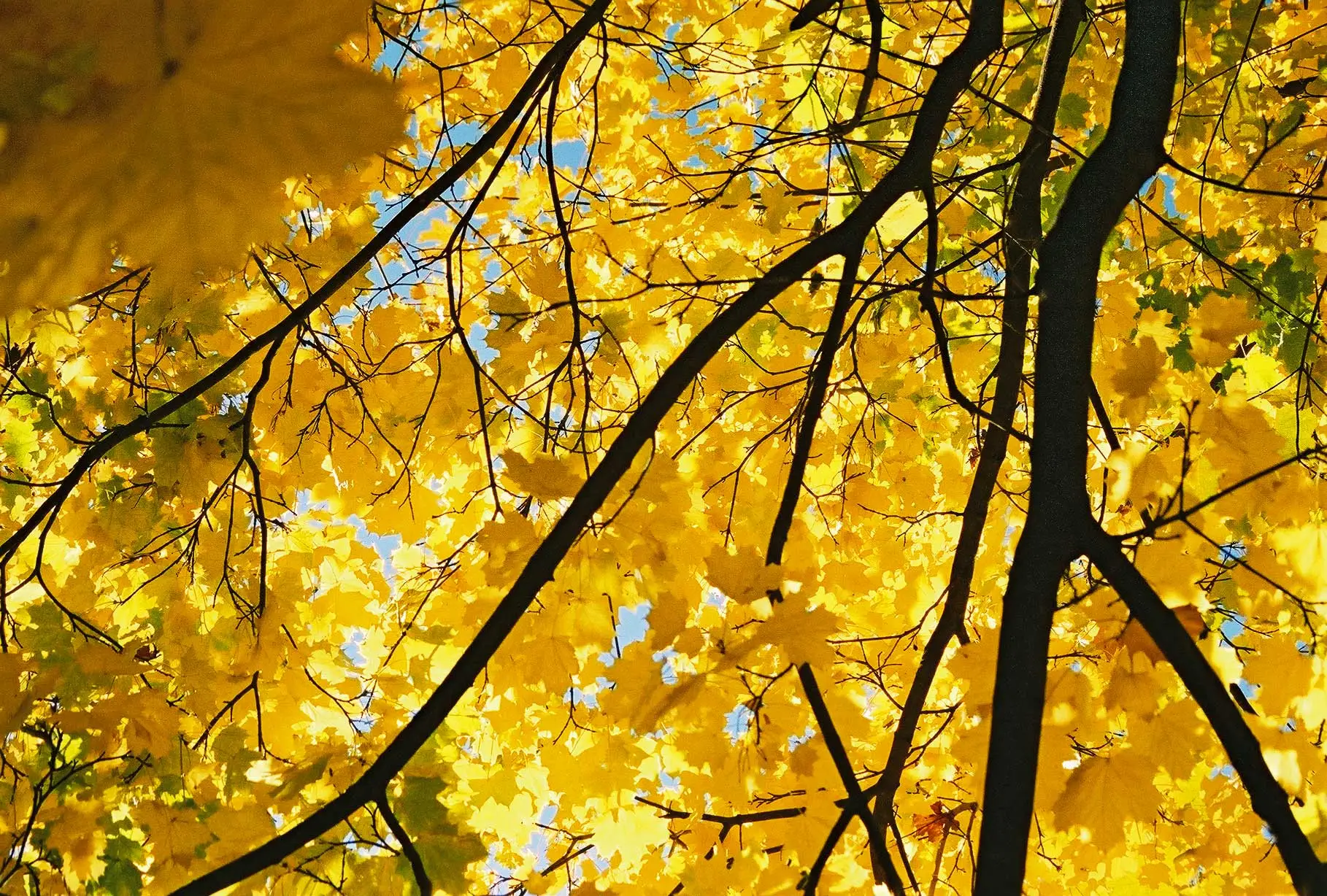 Yellow-maple.webp