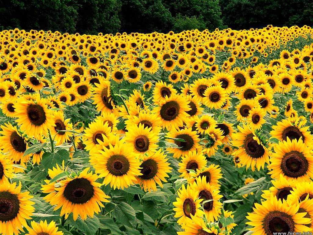 sun-flower-field-yellow-2-wallpaper.jpg