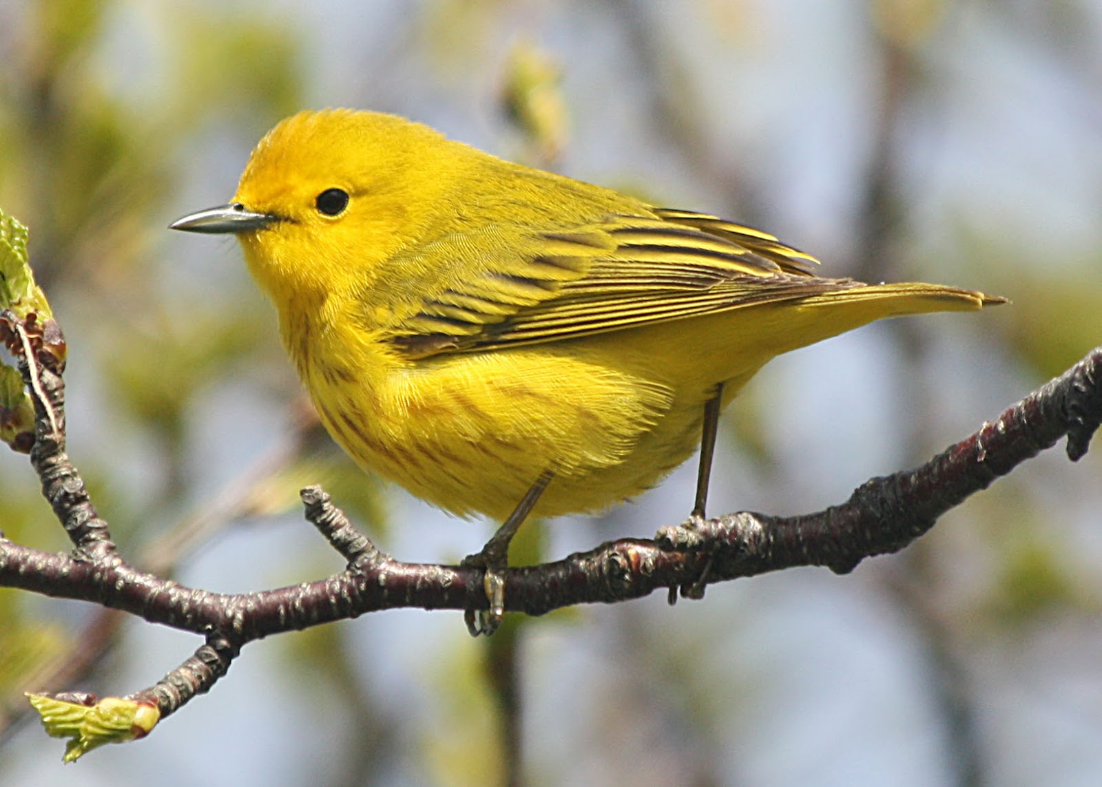 yellow warbler2.jpg