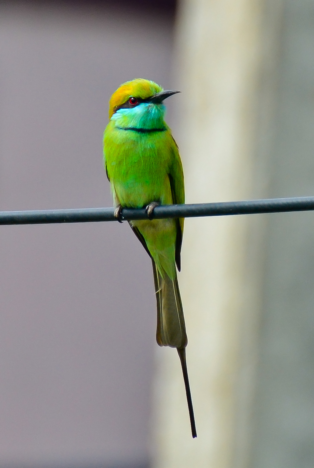 Green bird.jpg